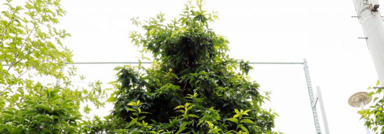 三角構図とは｜アトム撮影部